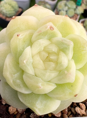 B545,双头梨花白，麦秆