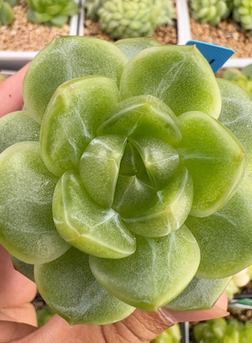 B111,新品，大单头星沉珍妮