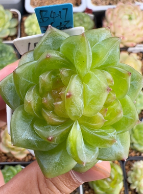 B417,双心1018.珍妮，福利