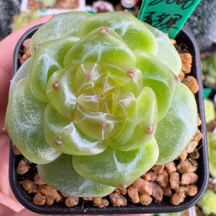 B334 单头3006.青芒