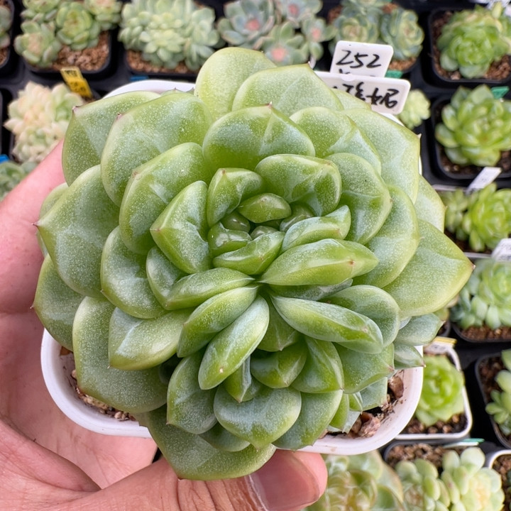 252.五头宽叶珍妮，手捧母本，七厘米