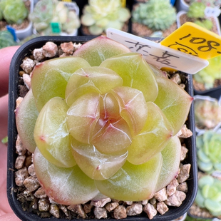 108.新品,单头芷若珍妮