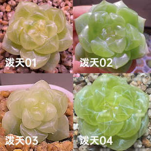 泼天富贵蜗牛大叔多肉非李铁锤甜心巫拉拉多肉米格多肉一物一拍