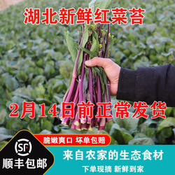 红菜苔新鲜湖北特产农家自种紫菜苔打霜洪山菜薹新鲜蔬菜产地直发