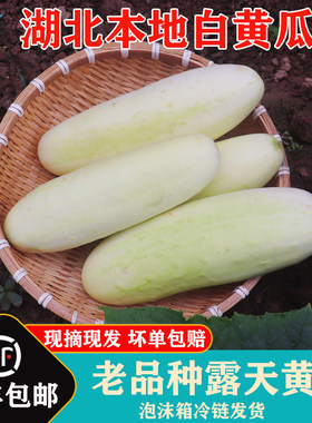 湖北本地白黄瓜农家露天种植老品种旱黄瓜现摘现发5斤装顺丰包邮