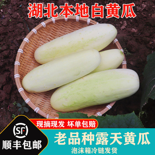 湖北本地白黄瓜农家露天种植老品种旱黄瓜现摘现发5斤装顺丰包邮