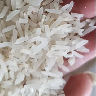 2025年晚稻新米农家香米无抛光无打蜡纯细粒长香米农家香米十九香