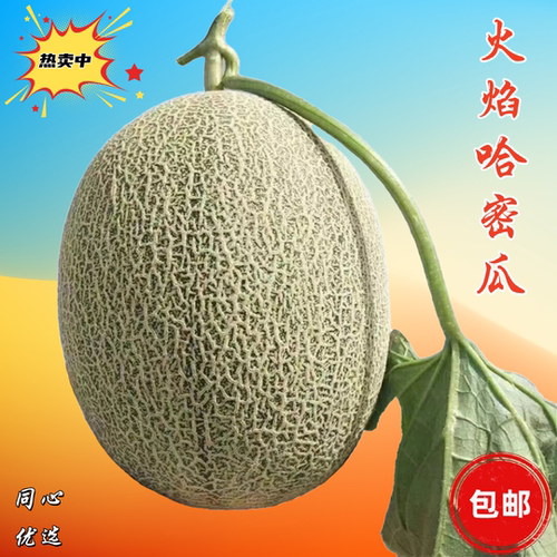新疆哈密瓜当季新鲜水果