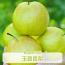 新疆库尔勒玉露香梨子新鲜水果香甜爆汁酥脆多汁营养健康美味 包邮