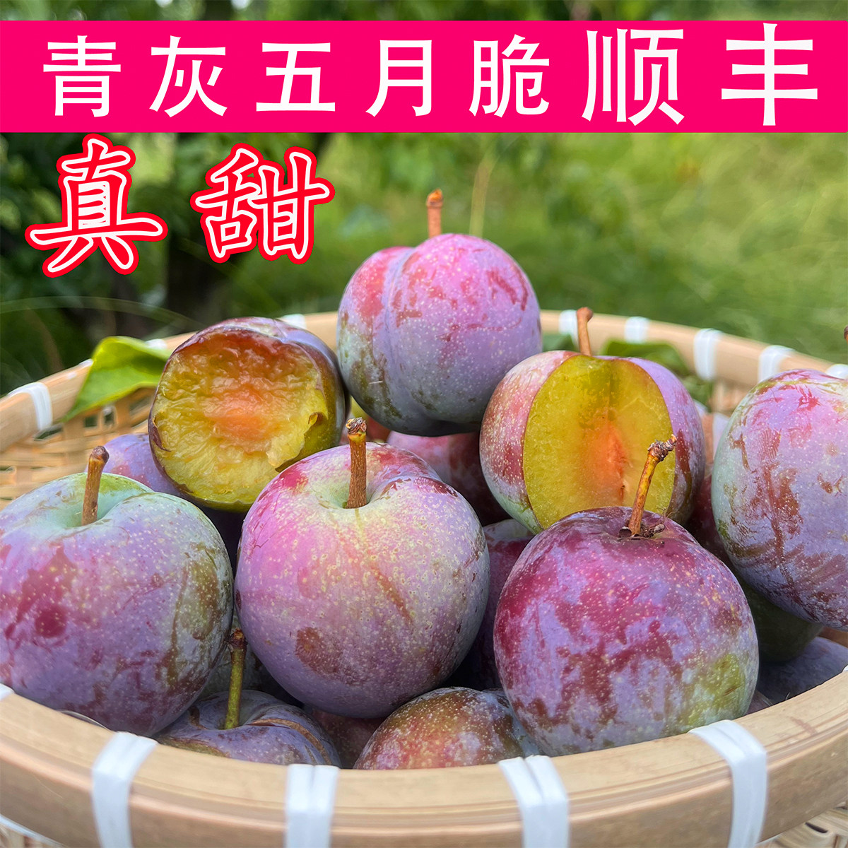 四川眉山正宗五月脆李子凤凰李新鲜水果脱骨李青红脆李半边脆红李