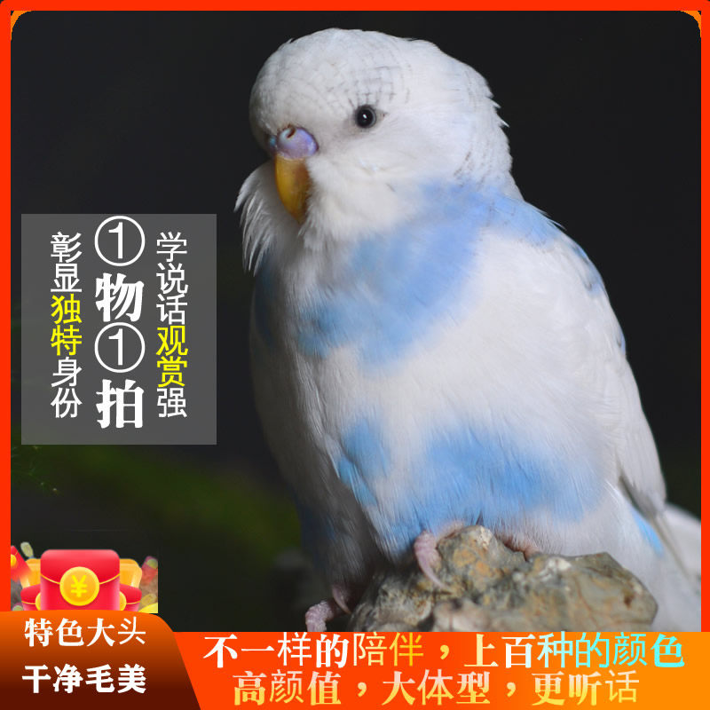 特色精品欧台国血大头手养虎皮鹦鹉活鸟鸟活物会说话幼鸟宠物活体