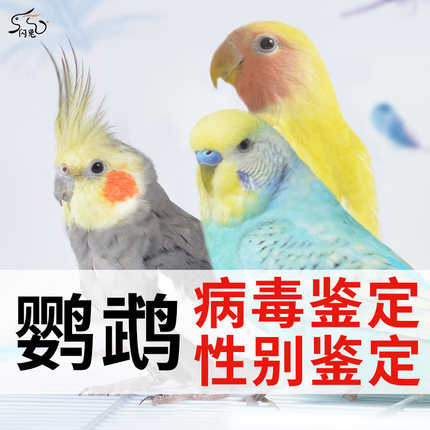 各种鹦鹉/各种宠物性别DNA鉴定牡丹玄凤虎皮等鸟类双病毒鉴定验卡
