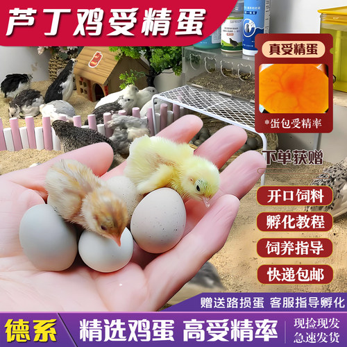 德系变异芦丁鸡可孵化宠物鸡蛋