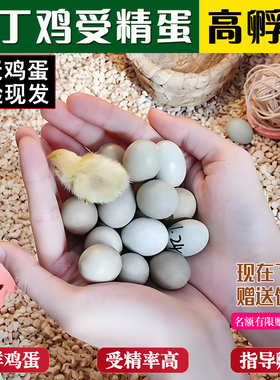 芦丁鸡受精蛋可孵化白色瓦灰鸟蛋卢丁鸡黑白礼服宠物德系网红小鸡