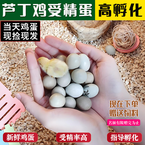 芦丁鸡受精蛋可孵化白色瓦灰礼服