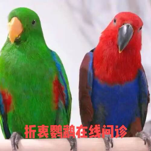折衷鹦鹉在线问诊执业兽医专业经验丰富！