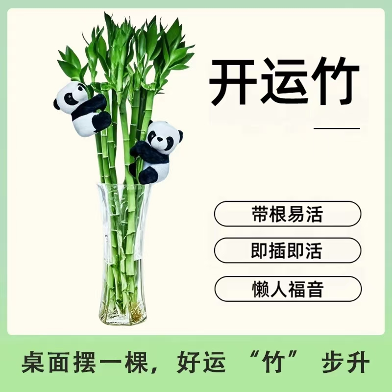 水养盆栽室内绿植带根开运文昌竹