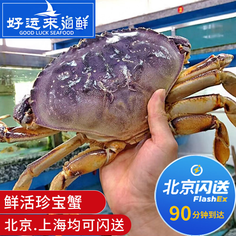 北京闪送 2-3斤1只 鲜活珍宝蟹 太子蟹 面包蟹 螃蟹 海鲜水产