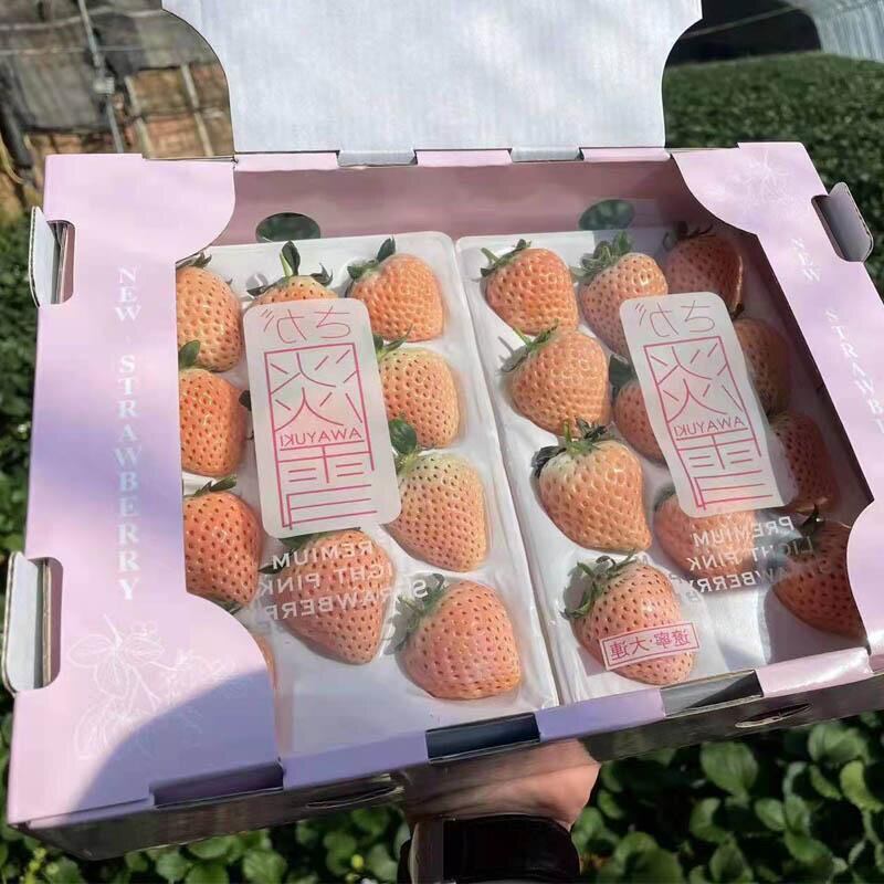 日本引进水果草莓罕见水果白色
