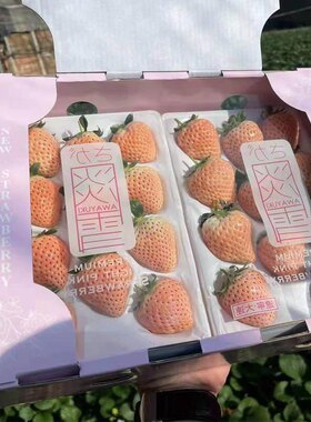 日本引进淡雪橙色天使AE白色草莓礼盒水果过节日送礼女朋友礼品