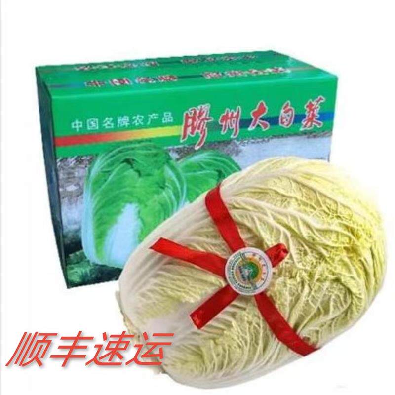 山东特产胶州大白菜 礼盒装新鲜蔬菜 两颗约10斤