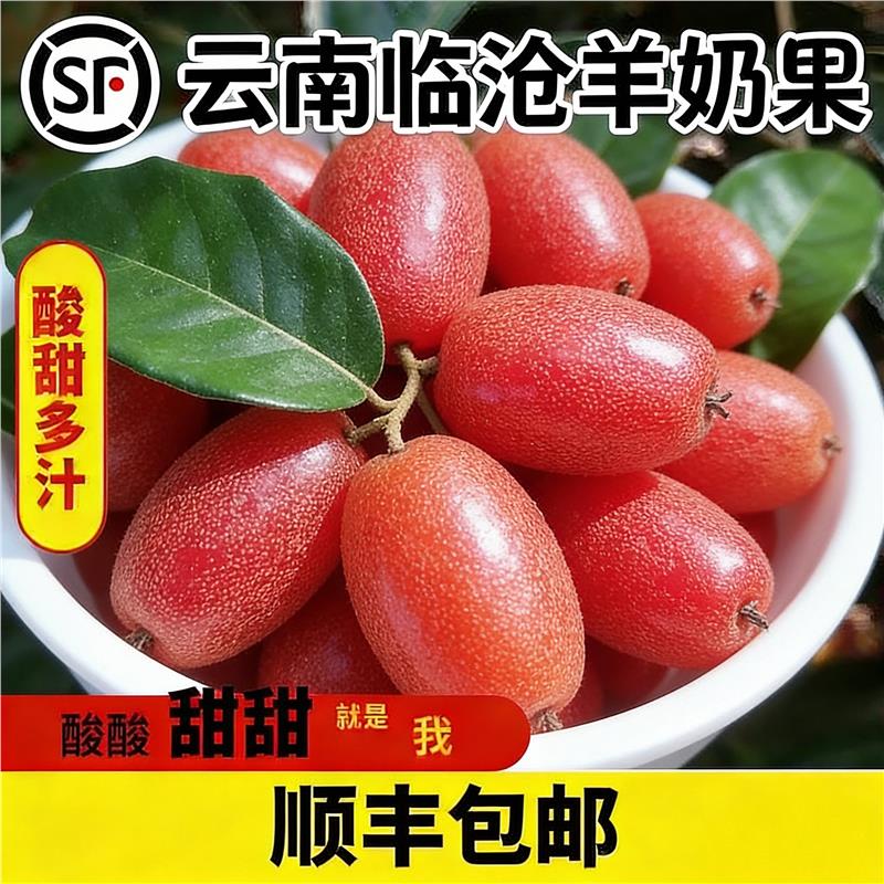 【顺丰】酸甜羊奶果特产热带时令孕妇水果牛奶果胡颓子2斤