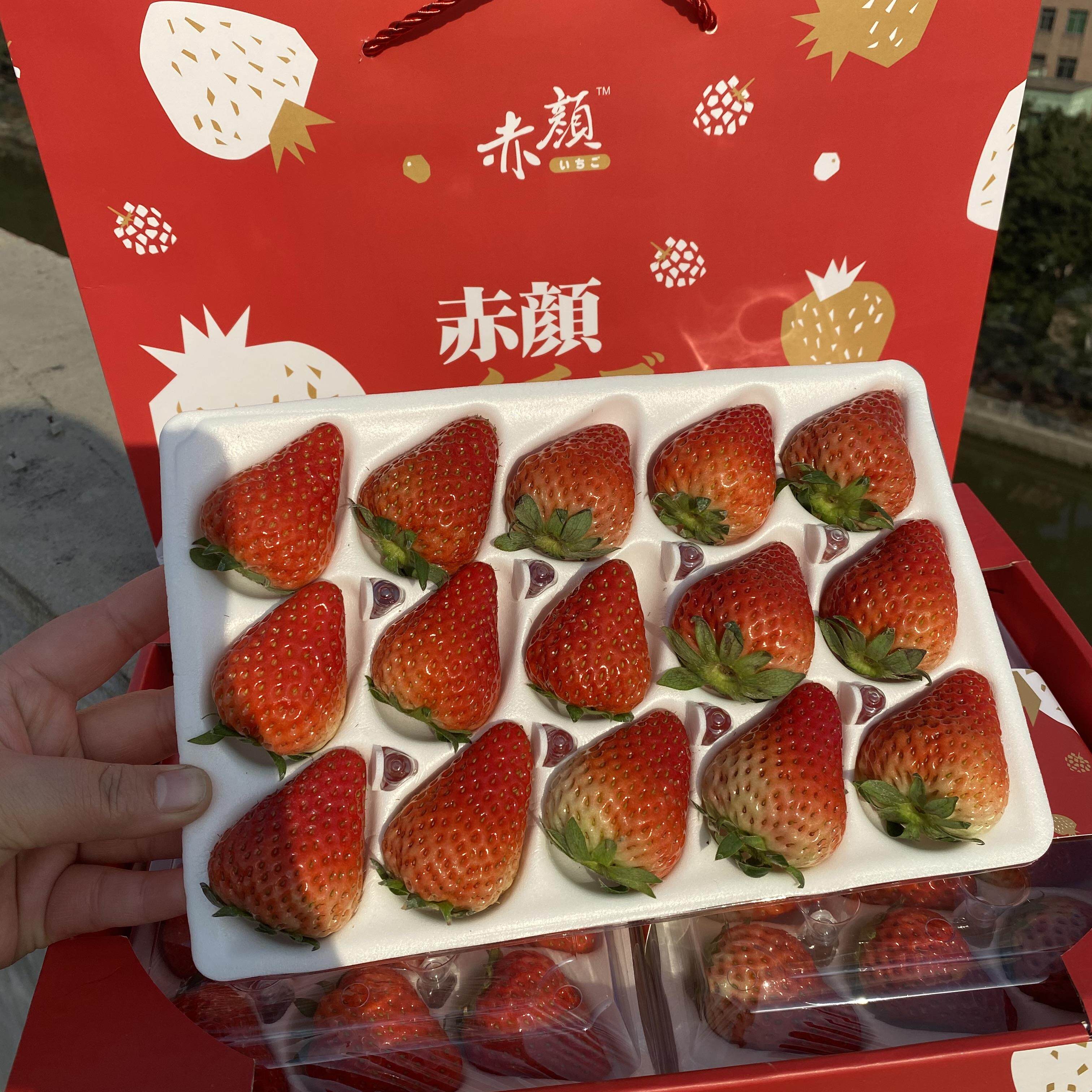 【乐鲜果园】赤颜丹东红颜草莓600g二合一礼盒当季新鲜草莓