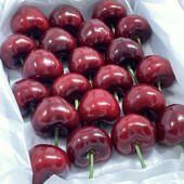 现货大连美早大樱桃新鲜车厘子脆甜国产樱桃当季 水果整箱顺丰