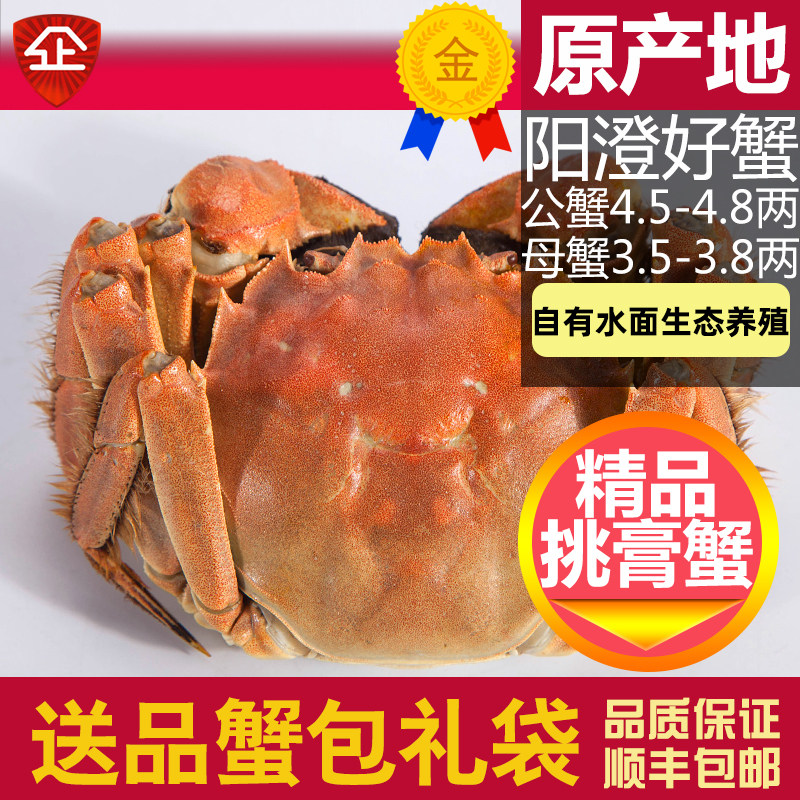 阳澄湖固城湖舟山大闸蟹梭子蟹