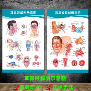 人体解剖图结构示意图内脏器官喉部解剖图医院耳鼻喉解剖图挂图