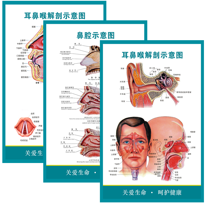 耳鼻喉解剖图墙贴人体五官科解剖示意图医院医学挂图宣传画海报