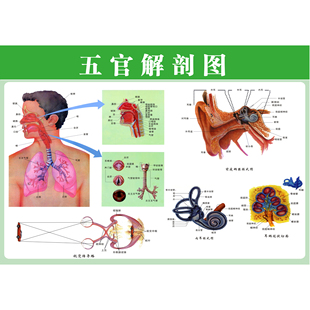 耳鼻喉结构图人体五官科解剖图 医院医学宣传海报科室布置装饰画