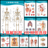 人体肌肉解剖图挂图内脏结构图消化血液神经全身器官骨骼示意图