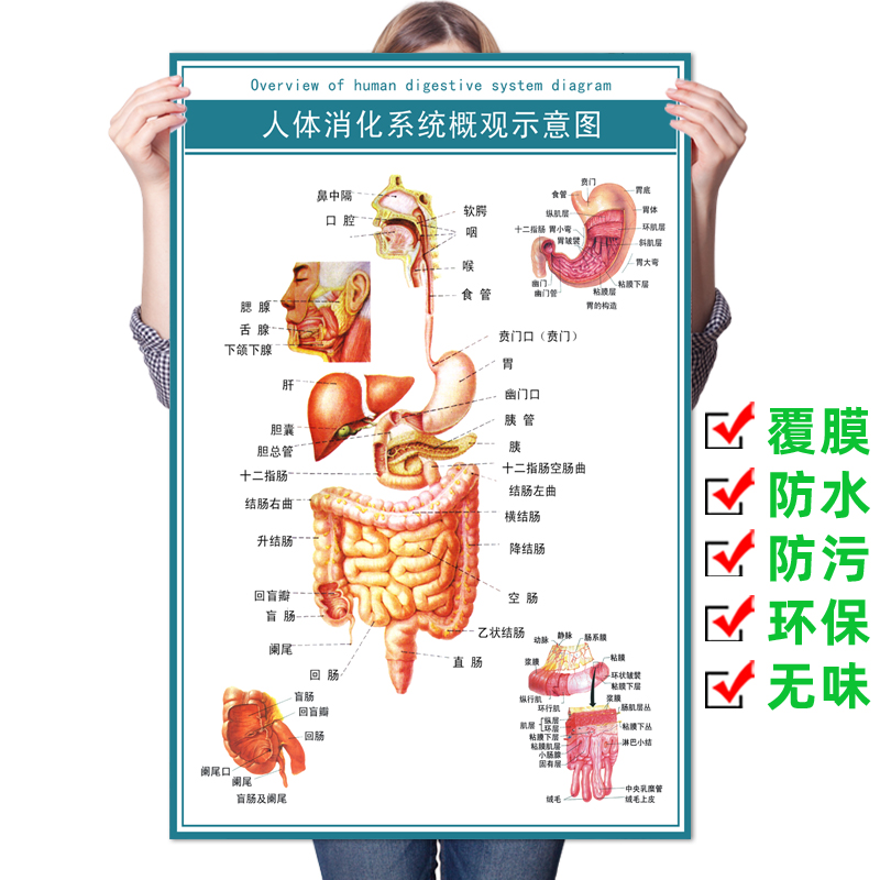 消化系统概观图|人体心脑血管示意挂图|人体系统解剖图|医院海报-封面