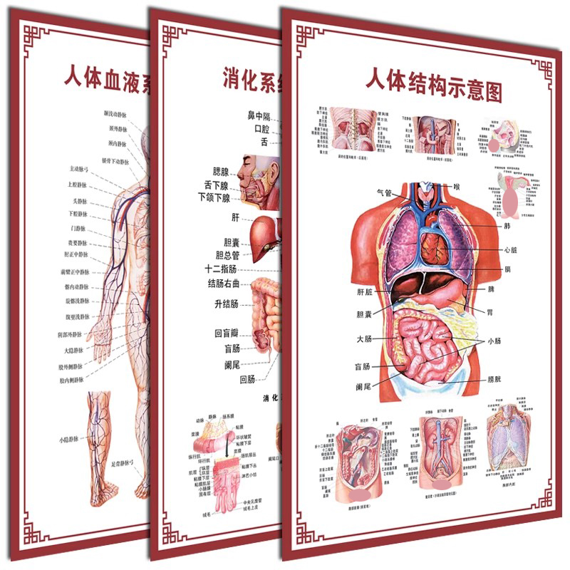 人体内脏解剖系统示意图医学骨骼肌肉器官血管血液结构图医院海报 个性定制/设计服务/DIY 写真/海报印制 原图主图