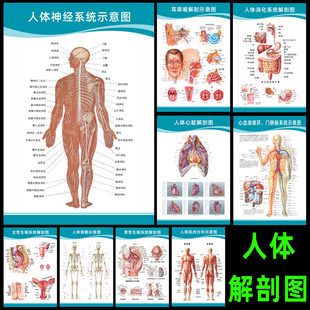 神经系统示意图挂图人体结构器官解剖图 医院医学宣传画布置海报