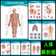 神经系统示意图挂图人体结构器官解剖图 医院医学宣传画布置海报