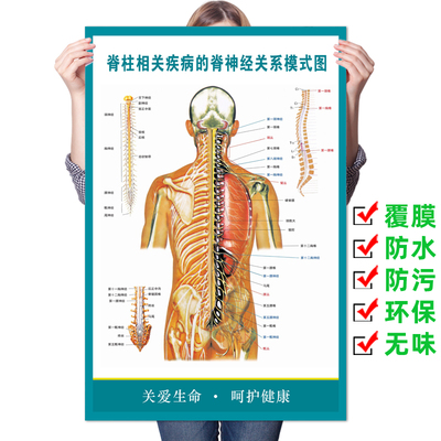 脊柱挂图医院相关疾病广告海报