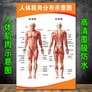 人体骨骼大挂图 人体肌肉结构解剖 健身结构器官解剖图示意图海报