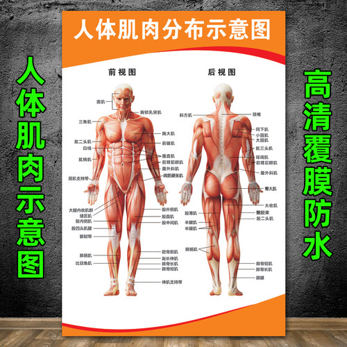 人体肌肉结构解剖 人体骨骼大挂图 健身结构器官解剖图示意图海报