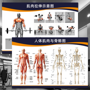 健身房人体肌肉与骨骼图挂图脊柱结构图肌肉拉伸分布解剖图海报