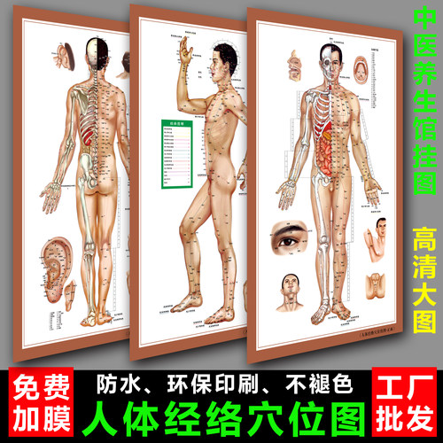 男女性人体十二经络穴位图家用挂图中医养生馆装饰画艾灸拔罐海报