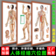 男女性人体十二经络穴位图家用挂图中医养生馆装 饰画艾灸拔罐海报