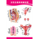 女性生殖系统图 人体生殖系统解剖医学知识挂图 泌尿生殖器解剖图