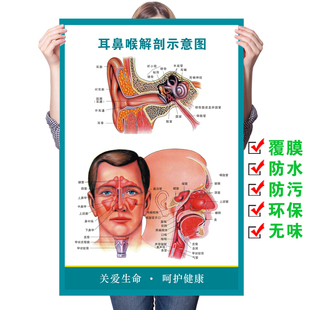 医院医学耳鼻喉解剖示意图墙贴人体五官科挂图疾病知识宣传画海报