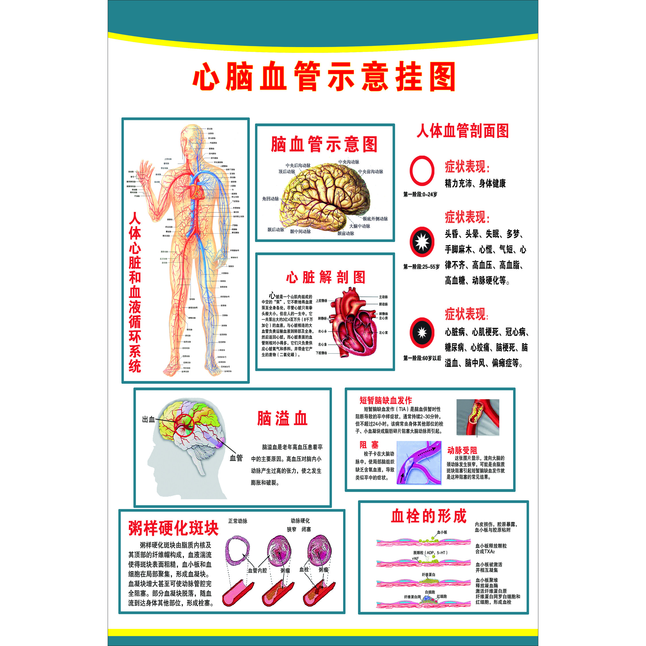 医院人体心脑血管系统图解剖图 人体心脑血管示意图 医用挂图海报
