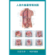 医院医学知识挂图人体内脏器管解剖图人体脏器结构位置分布图海报
