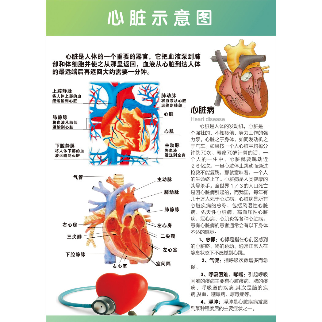 心脏外形血管结构解剖图海报 心血管健康知识宣传画 人体解剖挂图