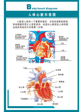 人体内脏解剖系统示意图医学宣传挂图人体器官心脏结构图医院海报