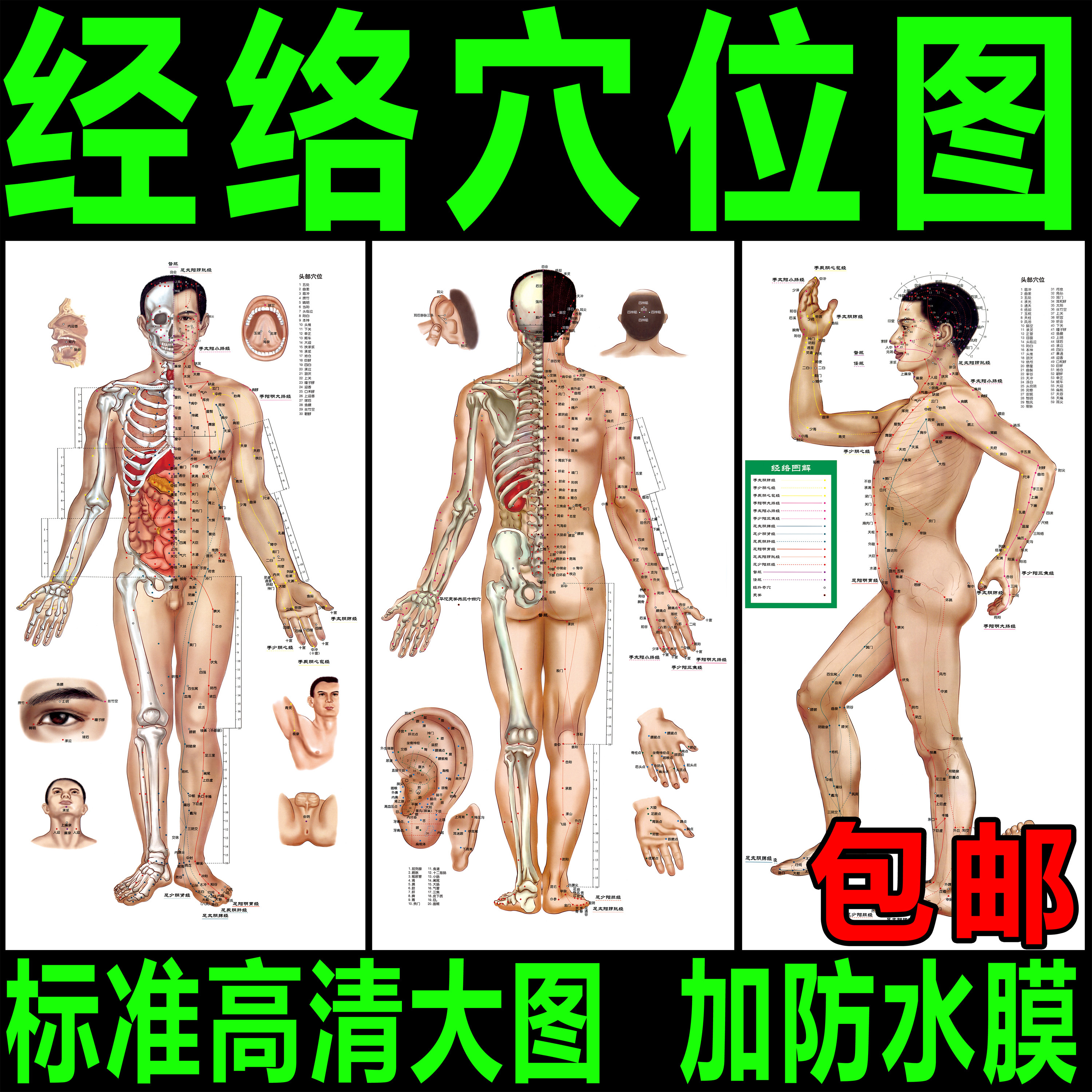 ÖÐÒ½ÑøÉú¹ÝÈËÌåÊ®¶þ¾ÂçѨλͼͼ½âÍÆÄÃÕë¾Ä°¬¾Ä°Î¹Þ¹Îð𺣱¨¹Òͼ